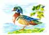 _ente_aquarellbuntstift_kl_small.jpg